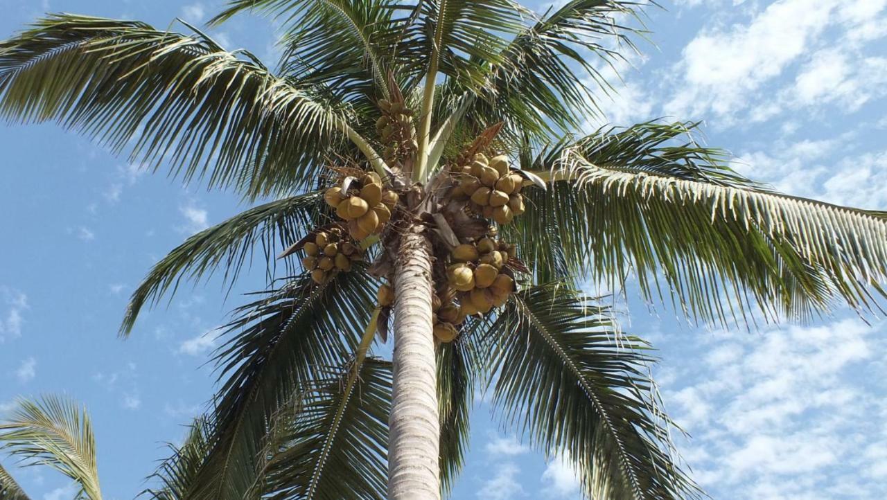 Kunta Kinteh Beach Complex 코투 외부 사진